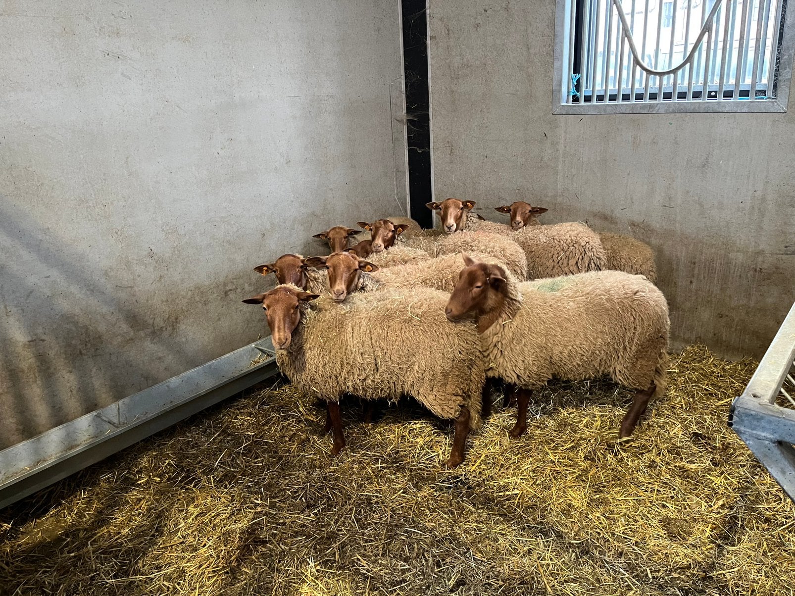 9 jonge voskopooien