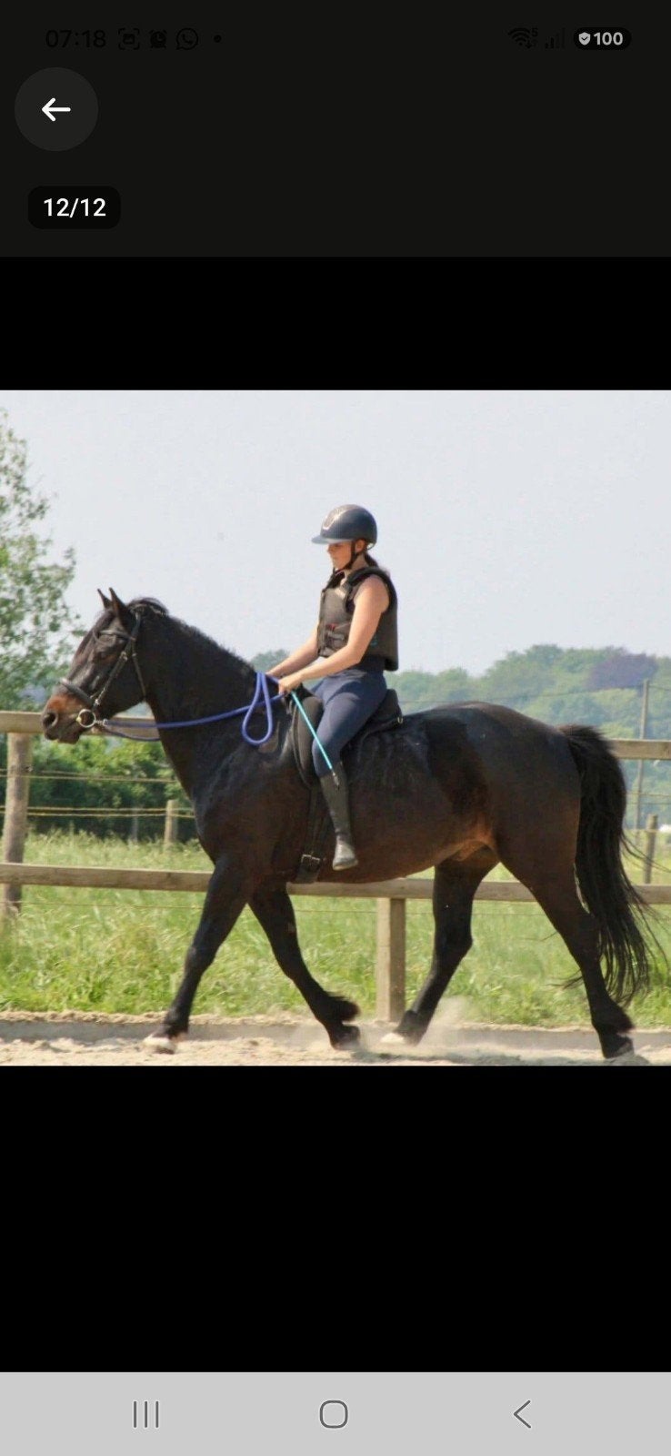 Leuke stevige ruin, Gechipt, B, Ruin, 7 tot 10 jaar