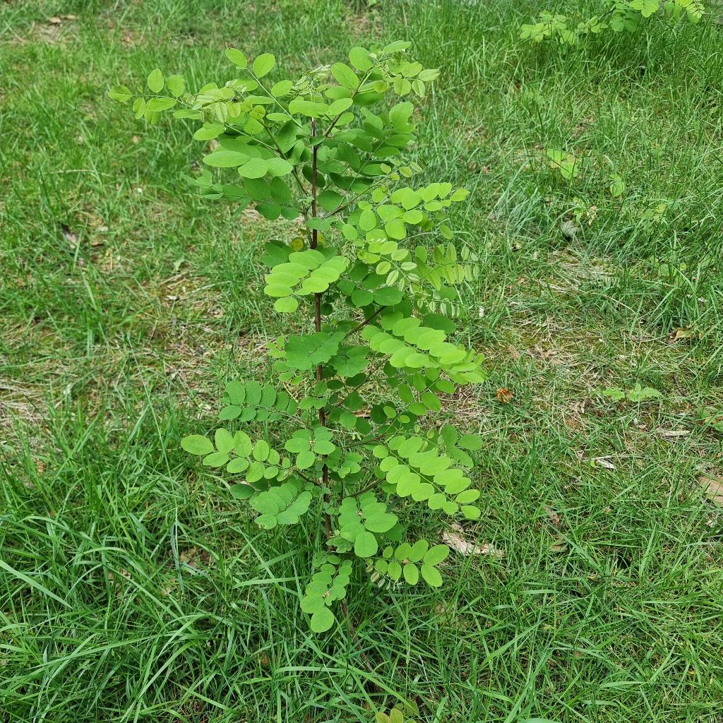 Jonge boompje Erwtenboompje (Caragana arborescens) H80cm, Tuin en Terras, Planten | Bomen, Ophalen of Verzenden, Overige soorten
