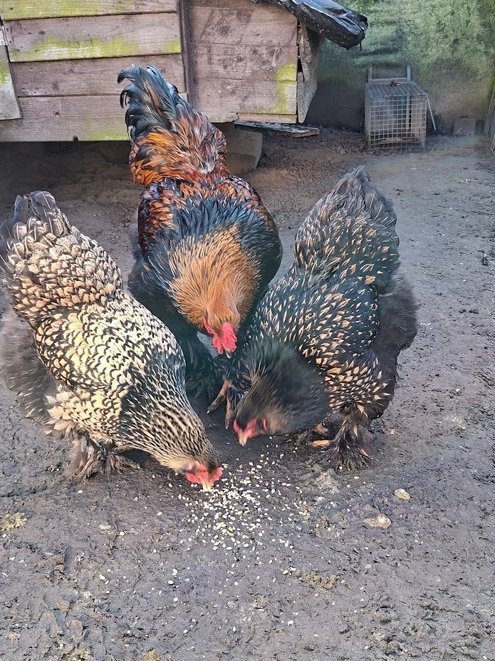 gélinotte ourlée noire et dorée Tom Brahma, Animaux & Accessoires, Sexe inconnu, Poule ou poulet
