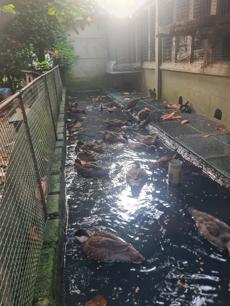 siereenden, Dieren en Toebehoren, Pluimvee