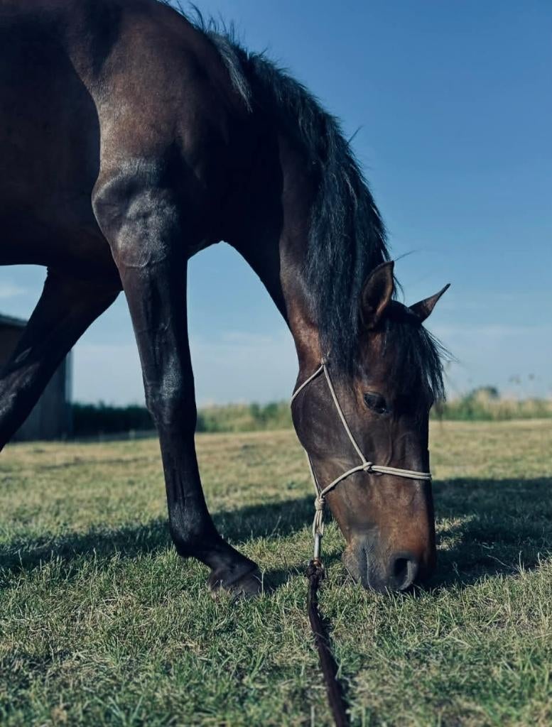 Chika – 8 jarige Spaanse merrie, Dieren en Toebehoren, Paarden, Merrie, Ontwormd, 7 tot 10 jaar