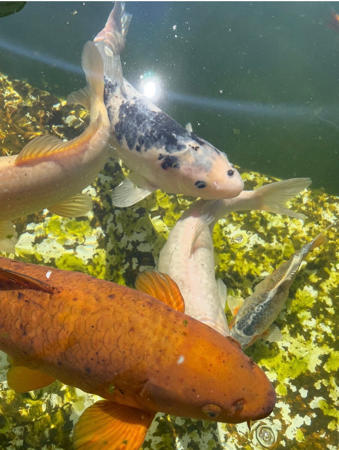 Koi , 14 vissen, Dieren en Toebehoren, Vissen | Vijvervissen, Karper of Koi