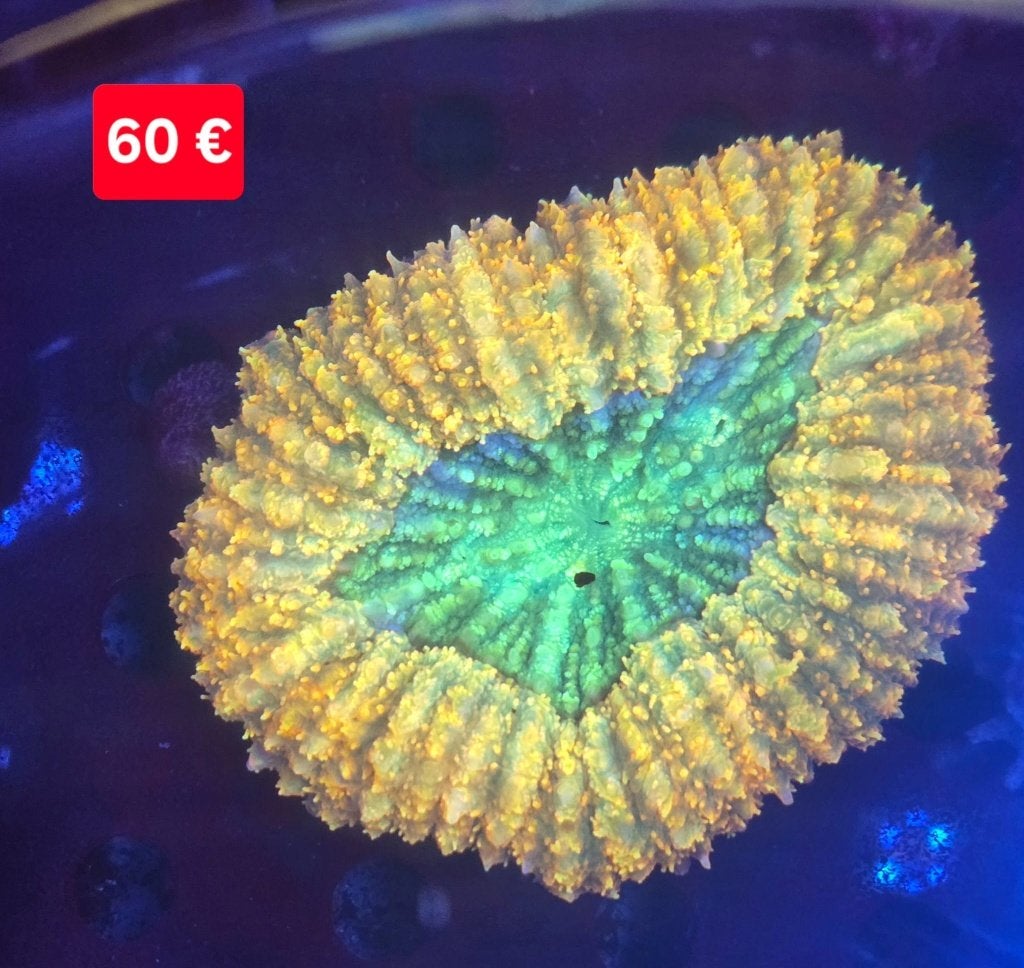 LOBOPHYLLIA (koraal) te koop, Overige typen, Zoutwatervis