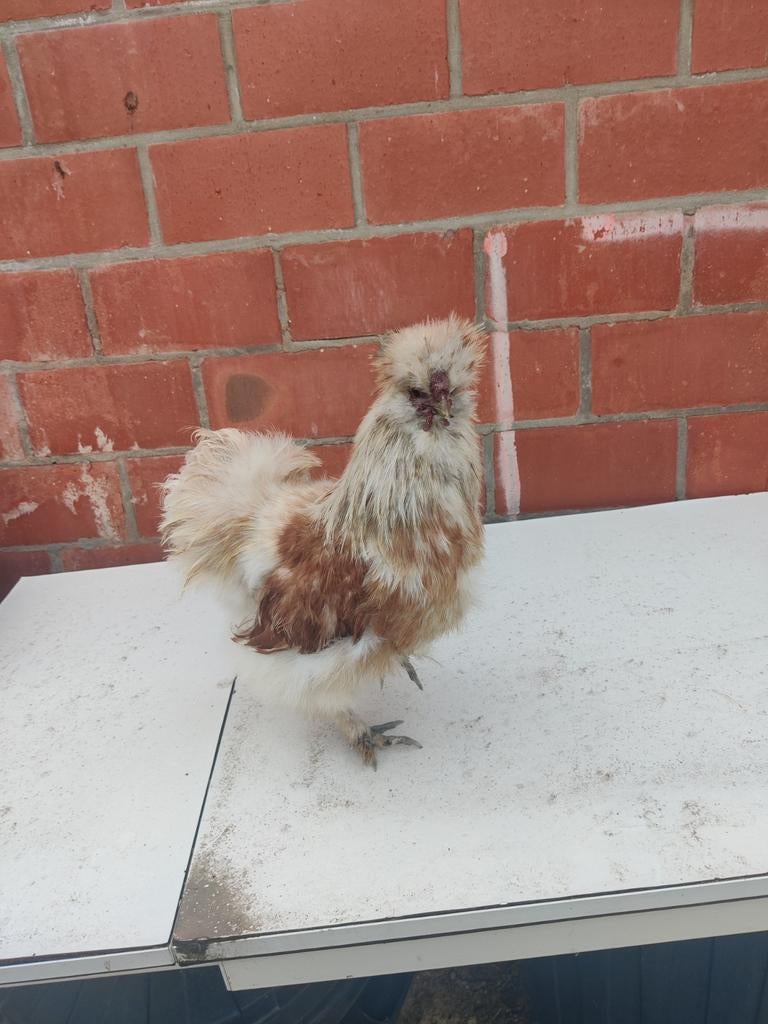 Zijdehoender haantjes, Mâle, Poule ou poulet