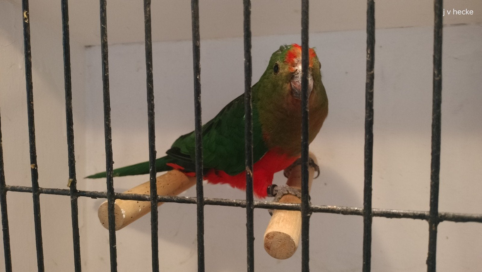 australische koningsparkiet/geel, Dieren en Toebehoren, Vogels | Parkieten en Papegaaien