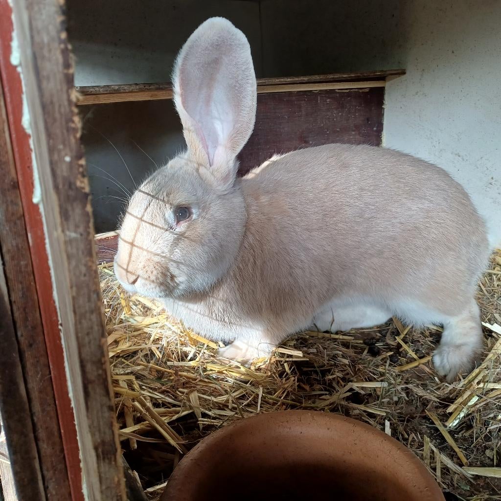 Vlaamse reus ram, Mannelijk, Groot, 0 tot 2 jaar