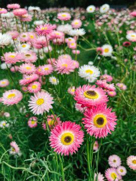 Acroclinium plantjes te koop, Enlèvement