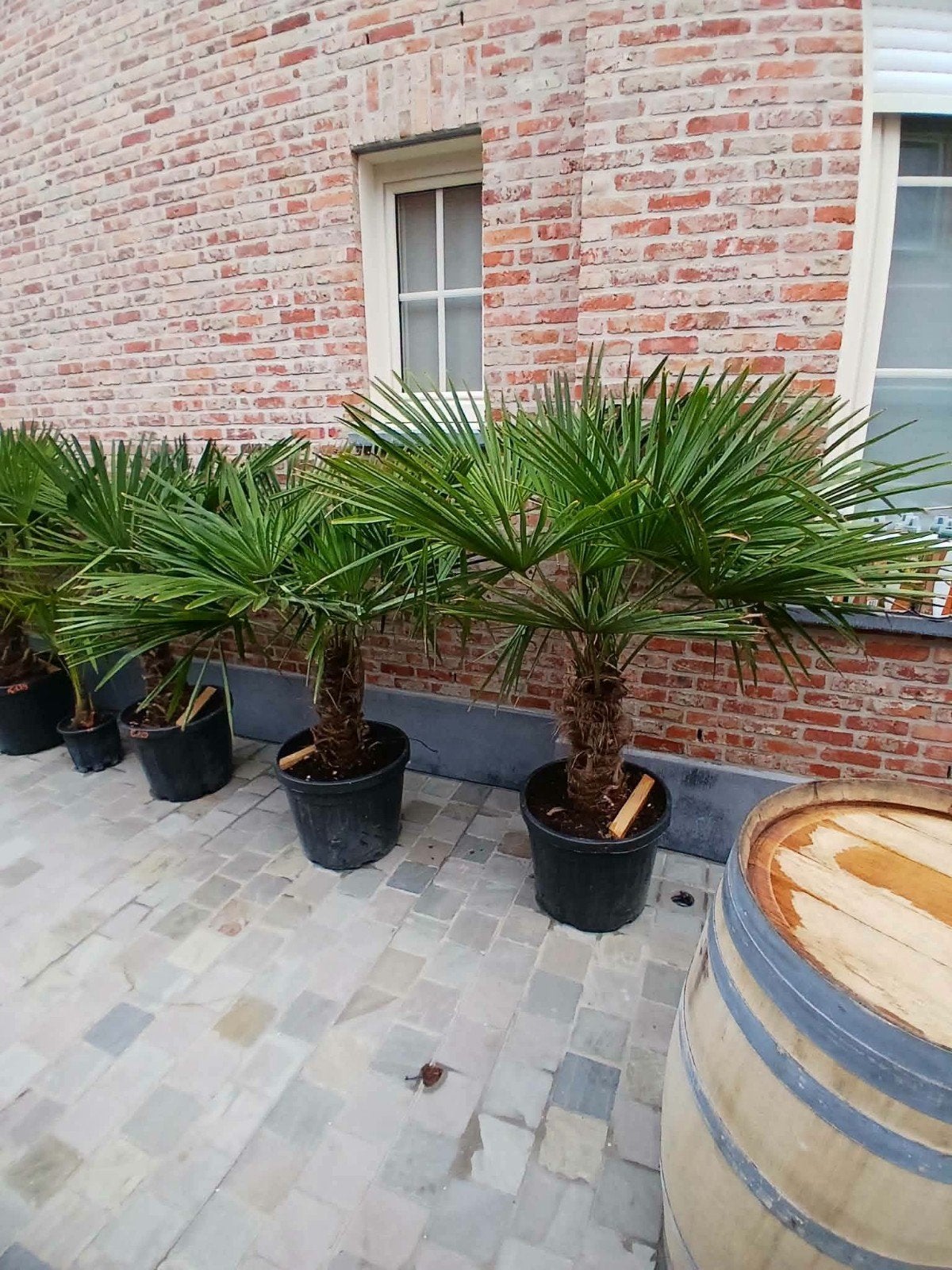 ‼️palmbomen trachycarpus fortunei aan stuntprijzen‼️, Tuin en Terras, Ophalen