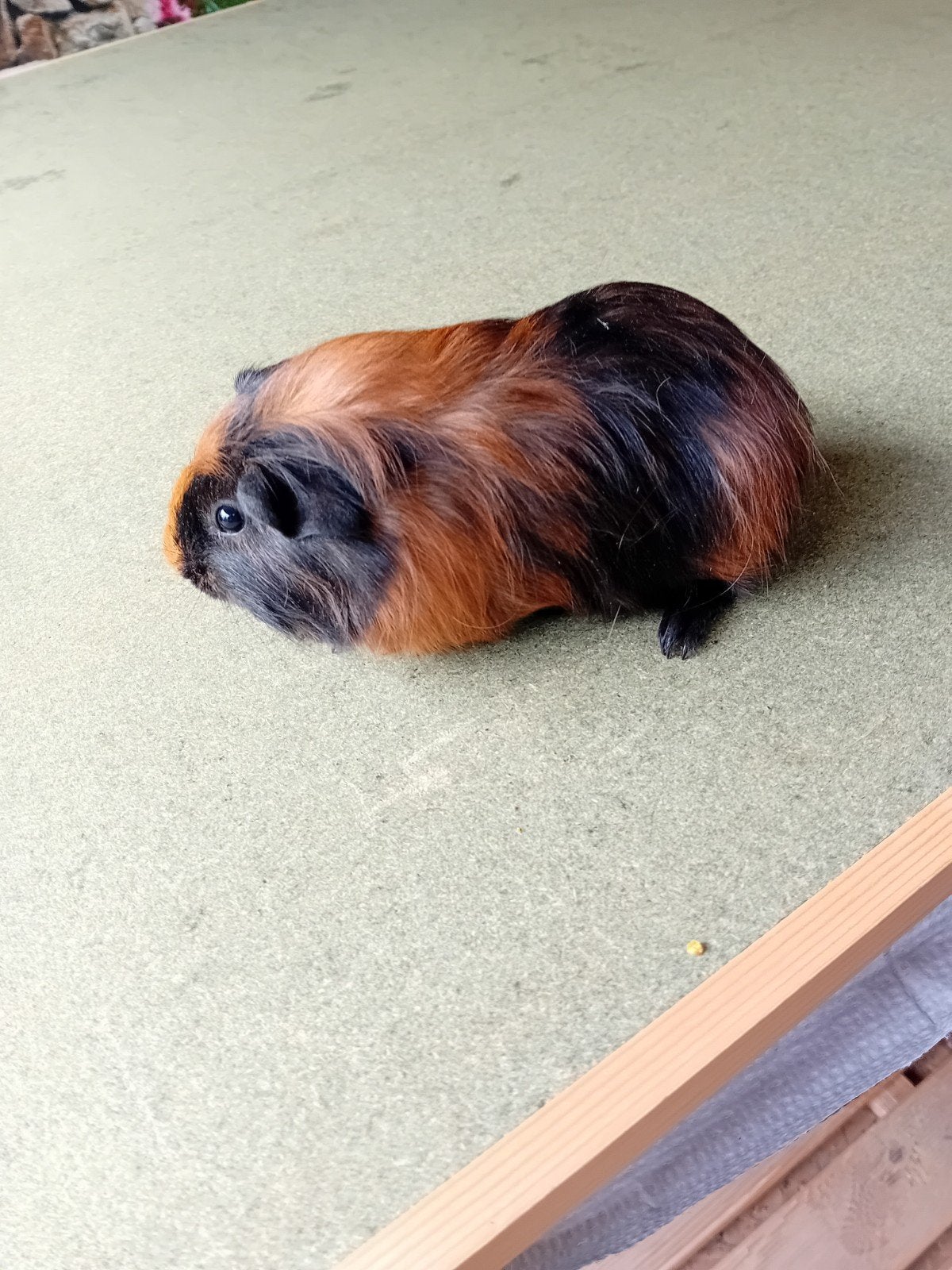 mooie cavia beertjes, Animaux & Accessoires, Rongeurs, Juillet, Cobaye