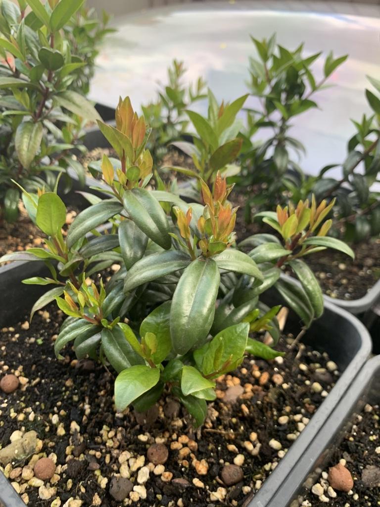 Myrte - Myrtus Communis, Jardin & Terrasse, Plantes | Arbres fruitiers, Enlèvement ou Envoi, Plein soleil, Autres espèces, Été