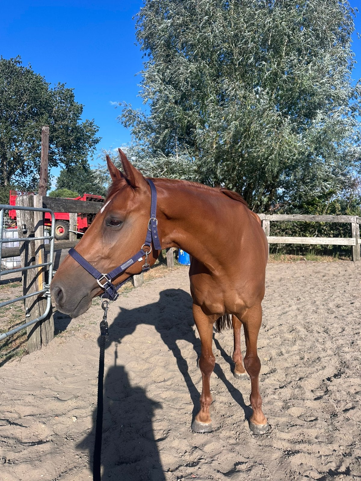 Paard te koop, Dieren en Toebehoren