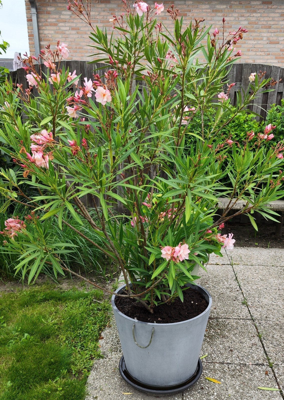 Zeer mooie rose oleander 190 cm, Ophalen