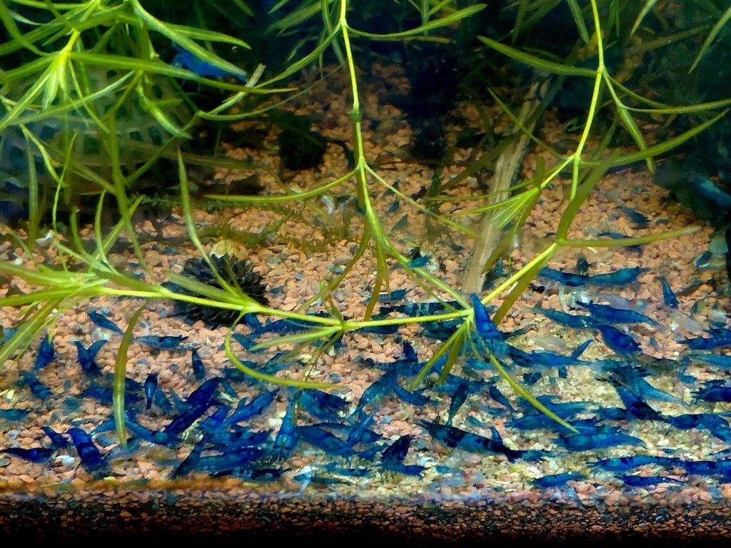 Blue Dream neocaridina garnalen