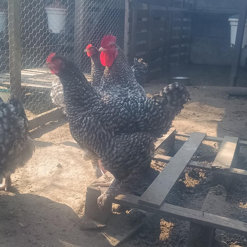 Broedeieren Mechelse koekoek, Dieren en Toebehoren, Pluimvee