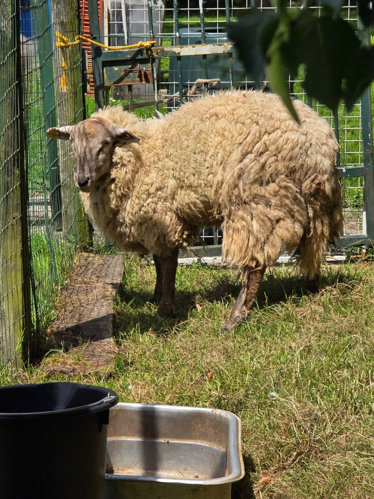 Mouton et chèvre 16 mois, Animaux & Accessoires