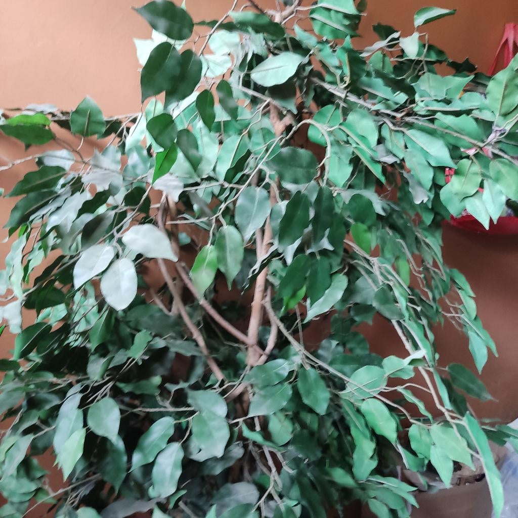 Plante artificielle (Ficus benjamina), Plante verte, Enlèvement, Ficus, 150 à 200 cm