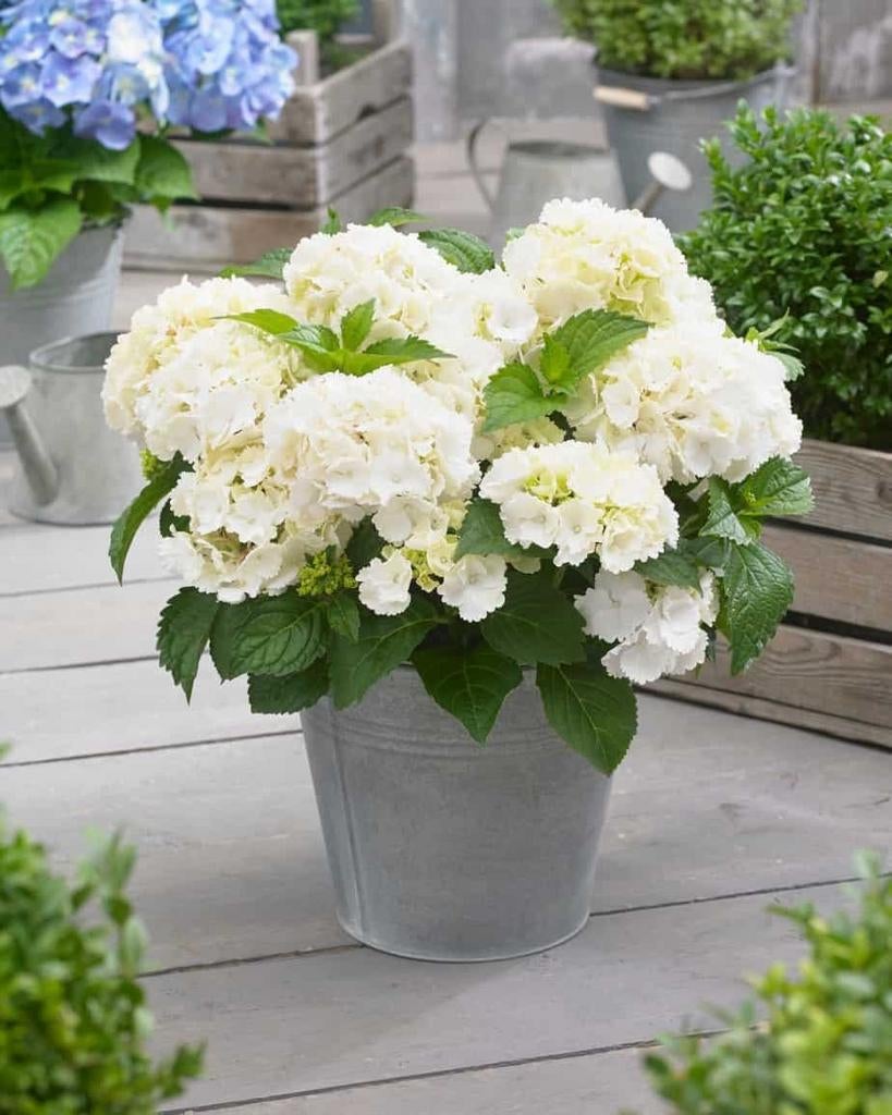 ‼️macrophylla hortensia aan promoprijzen ‼️, Enlèvement