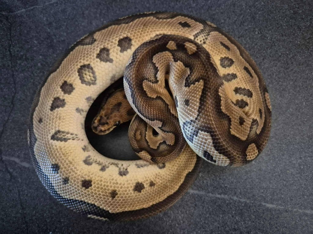 Python regius adulte, Animaux & Accessoires, Serpent, 3 à 6 ans