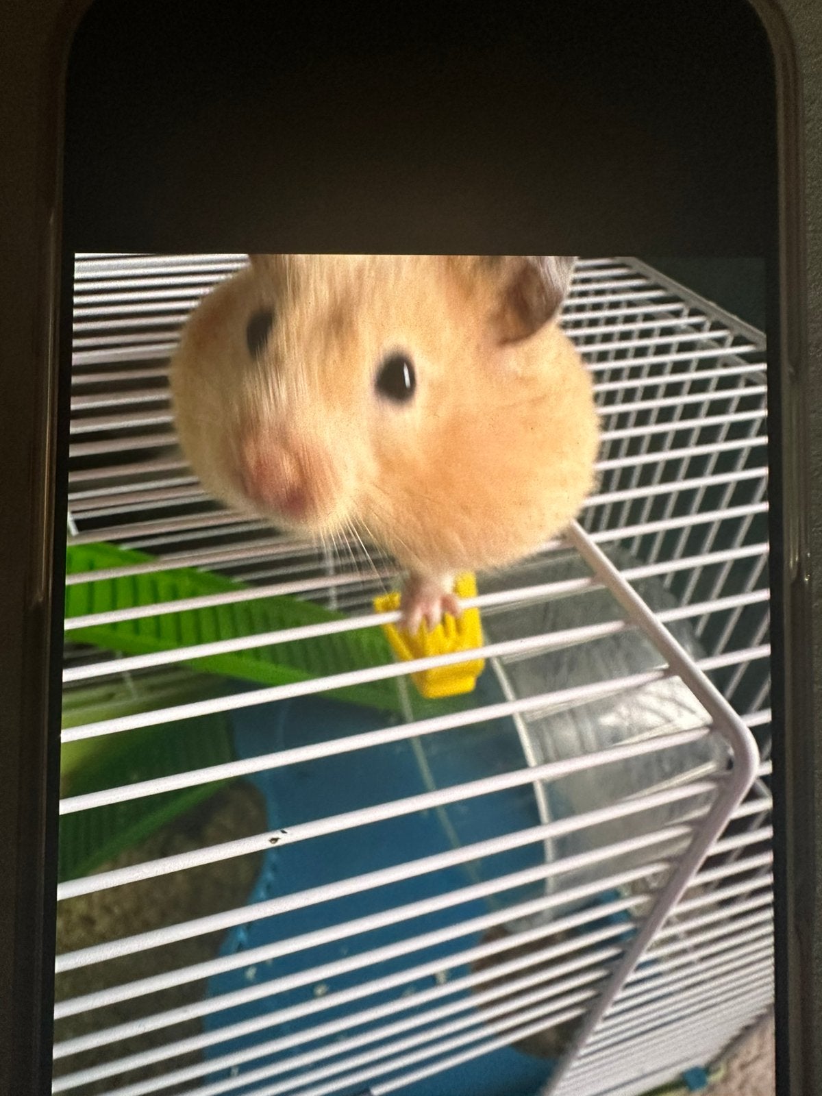 Gouden hamster te koop met grote kooi, Animaux & Accessoires, Hamster, Domestique, Avril, Femelle