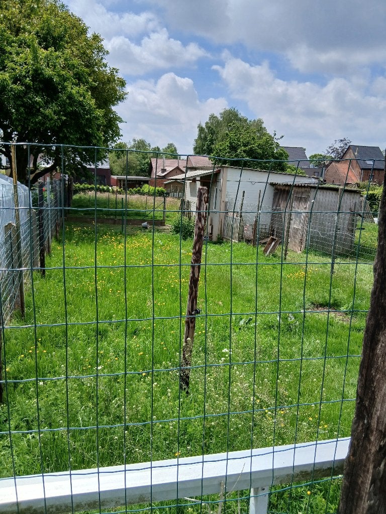Weide 4.1 are voor hobbyboer met stal en volledig omheind, Pâturage