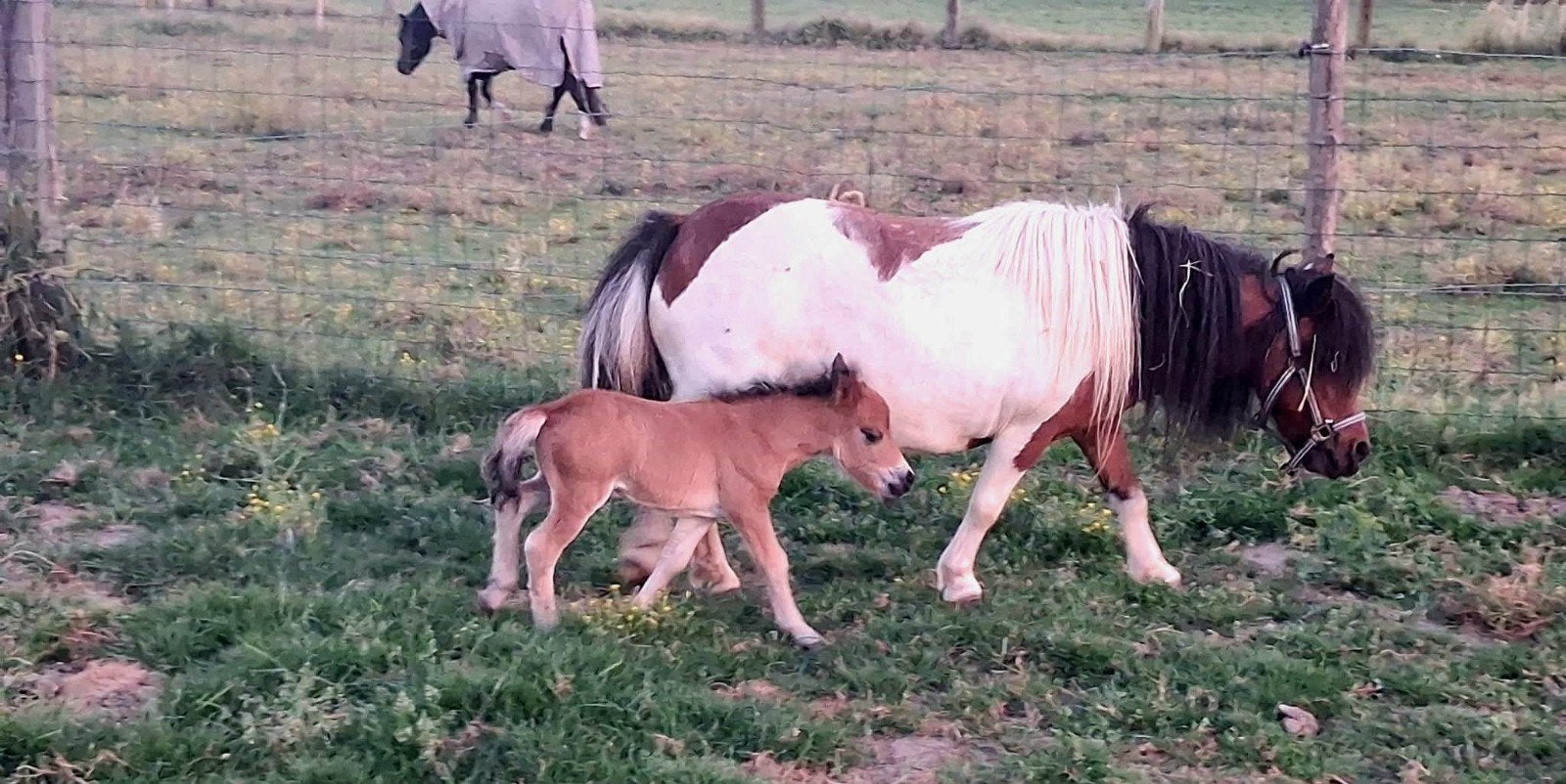 Poulains des Shetland avec pedigree, Animaux & Accessoires, Poneys, Avec pedigree
