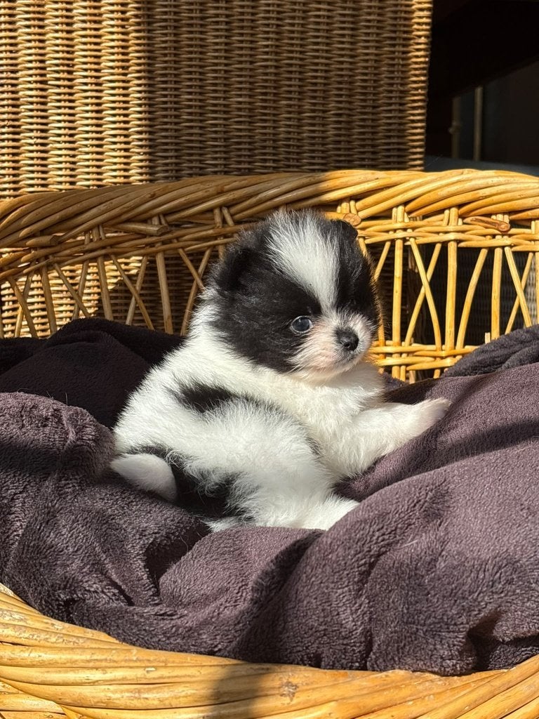 Les chiots de Poméranie (filles pygmées), Loulou, Maladie de Carré (chiens), 8 à 15 semaines, Plusieurs