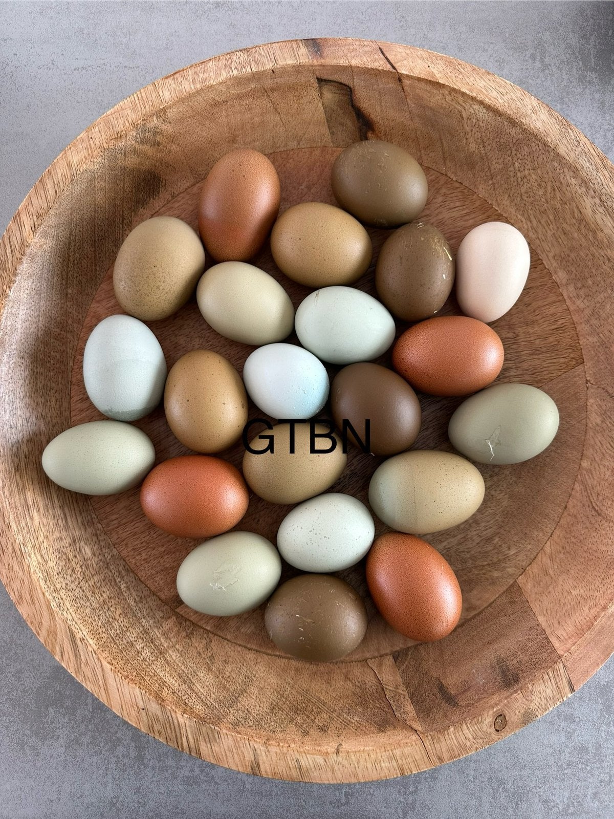 Broedeieren pastel mix kleurleggers, Sexe inconnu, Poule ou poulet