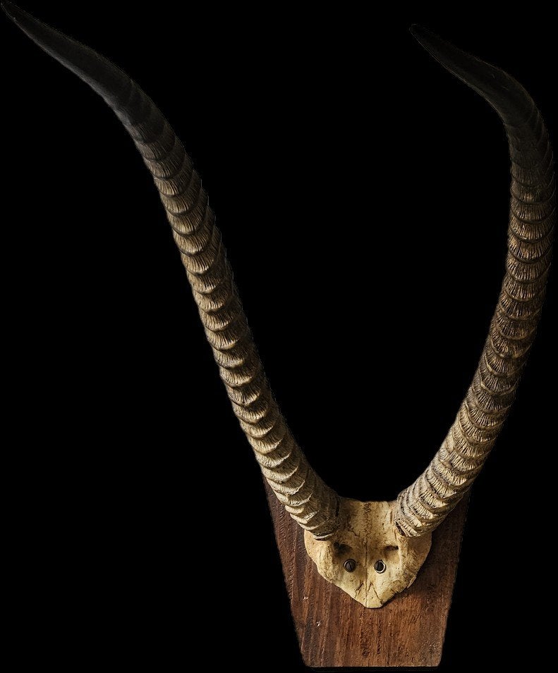 Trophée de chasse - magnifique cornes d'antilope