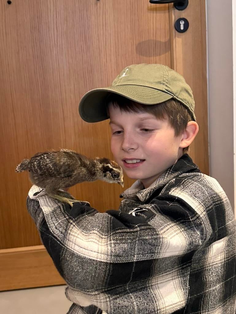 Kuikens groenleggers van 6 maart, Dieren en Toebehoren