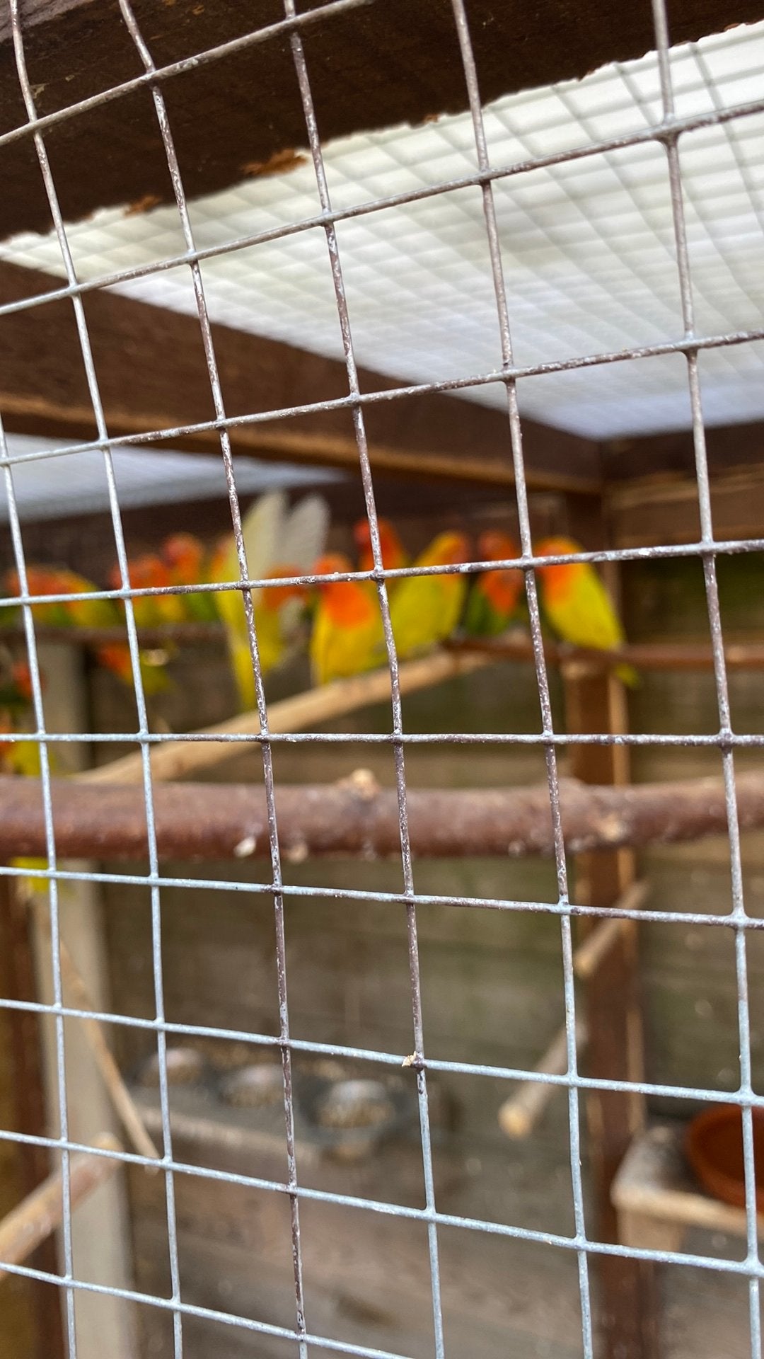 Jeunes dossiers 2026, Animaux & Accessoires, Oiseaux | Perruches & Perroquets, Bagué