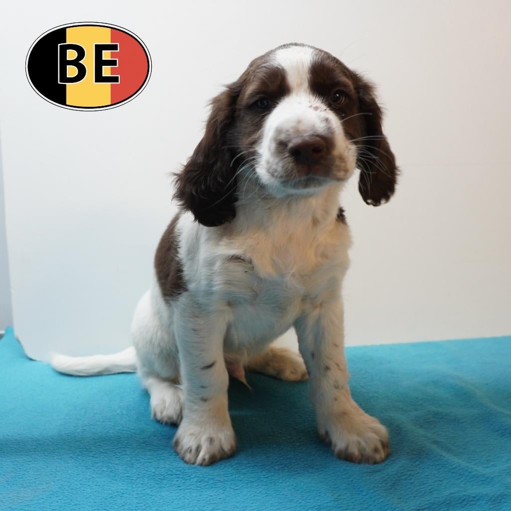 Springer Spaniel - chiots pleins de pep’s à vendre !, Commerçant, Chien (mâle), Belgique, Plusieurs