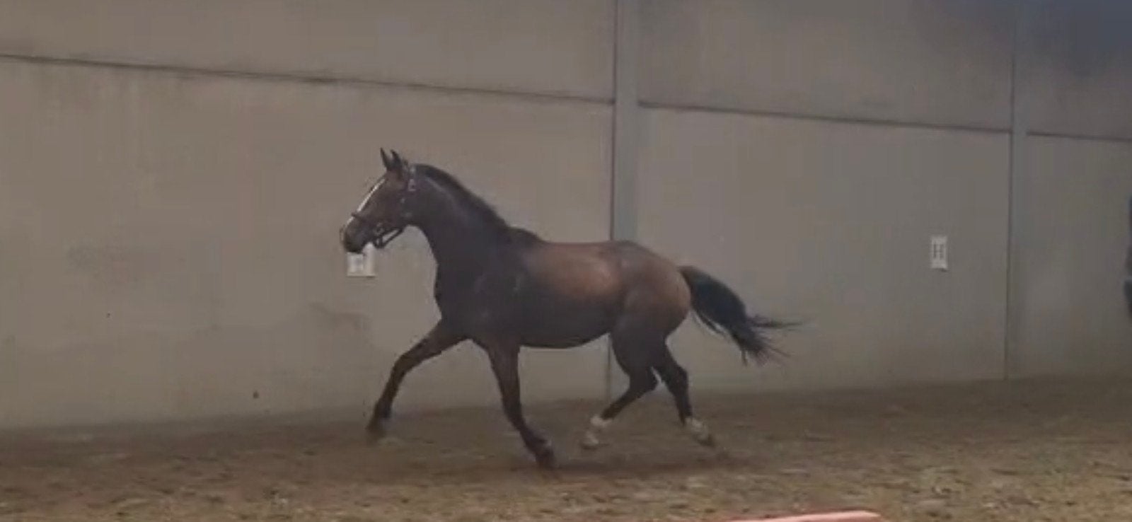ruin 2,5jaar, Dieren en Toebehoren, Paarden, Ruin, Ontwormd