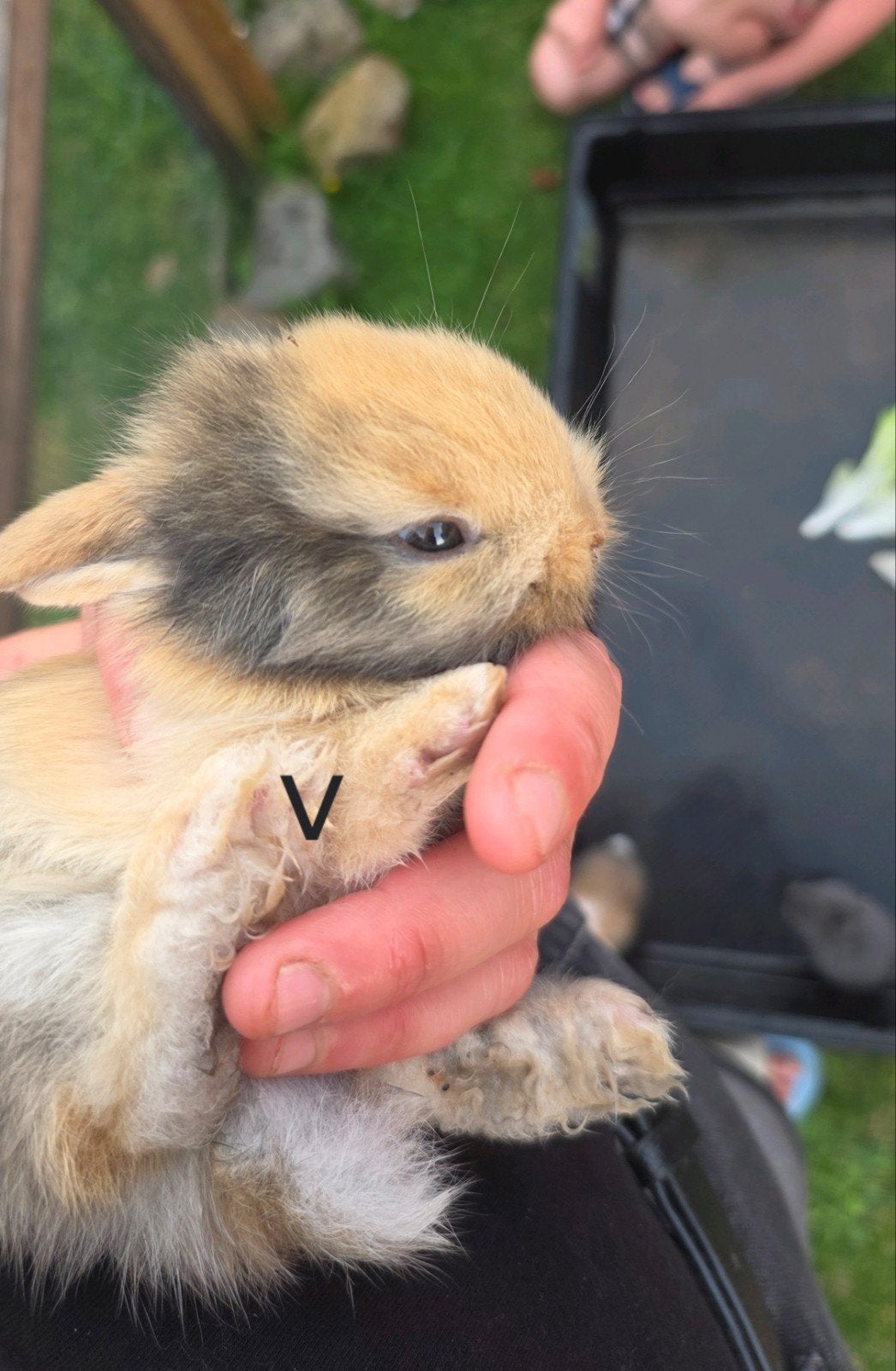 babykonijntjes zoeken een liefdevol huisje! 🐰, Dieren en Toebehoren, Konijnen, Klein