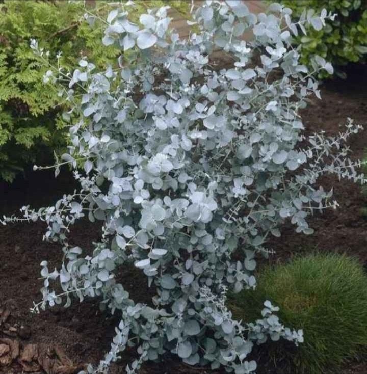 Eucalyptus, Ophalen