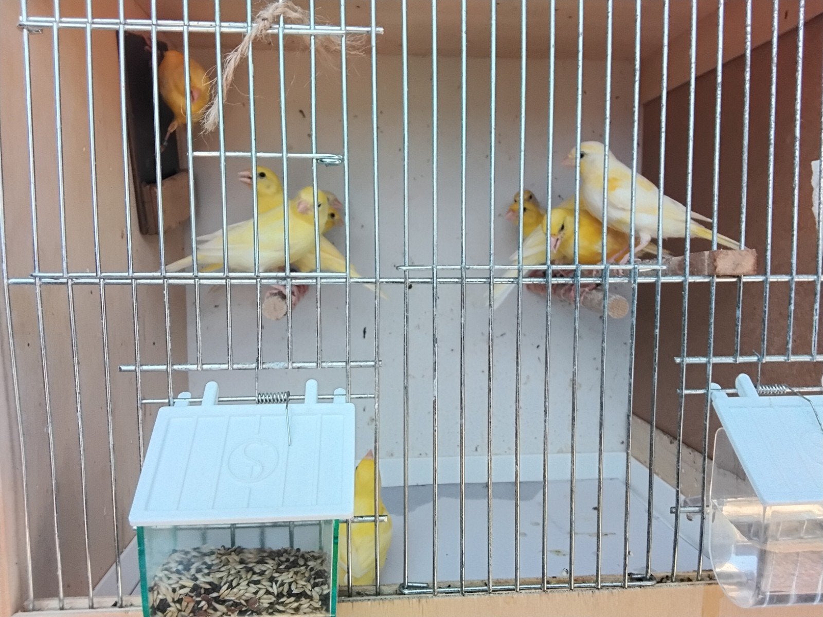 Kanaries te koop., Sexe inconnu