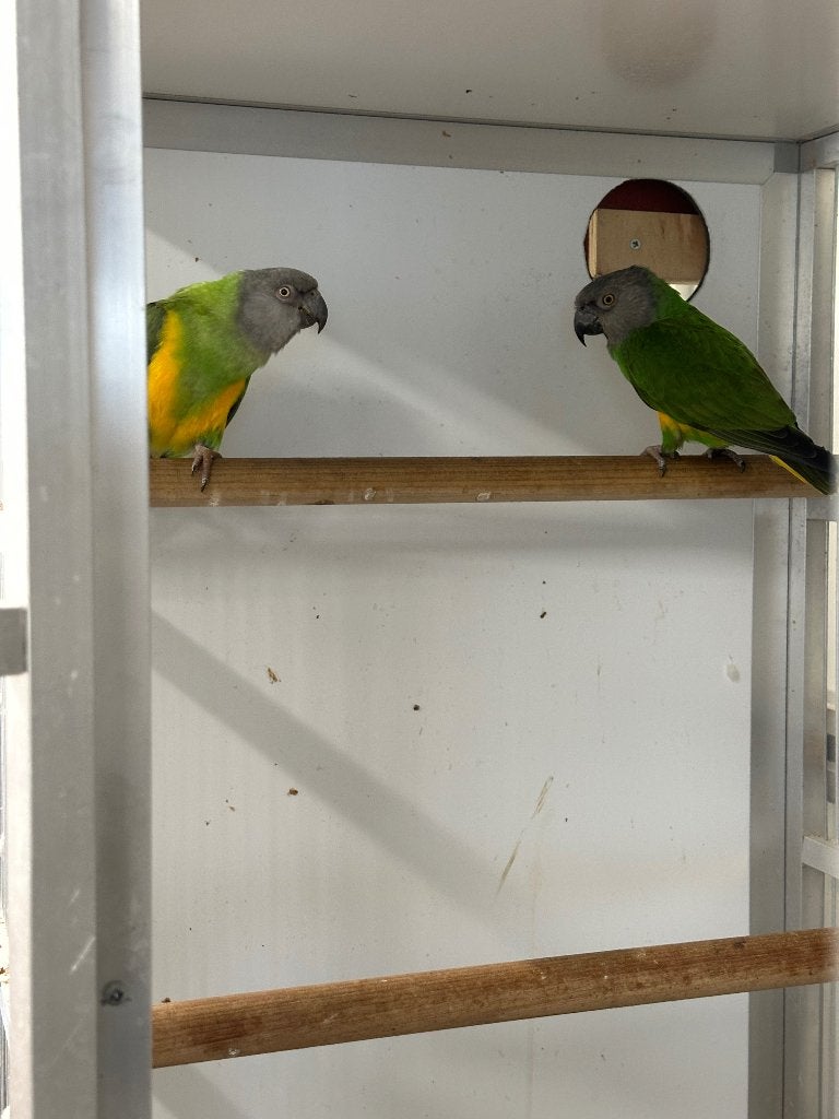 Koppel Bonte Boeren, Vrouwelijk, Papegaai, Tam