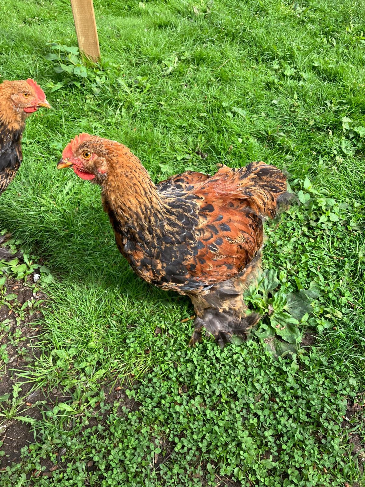 Cochin groothoender haantje, Dieren en Toebehoren, Mannelijk, Kip