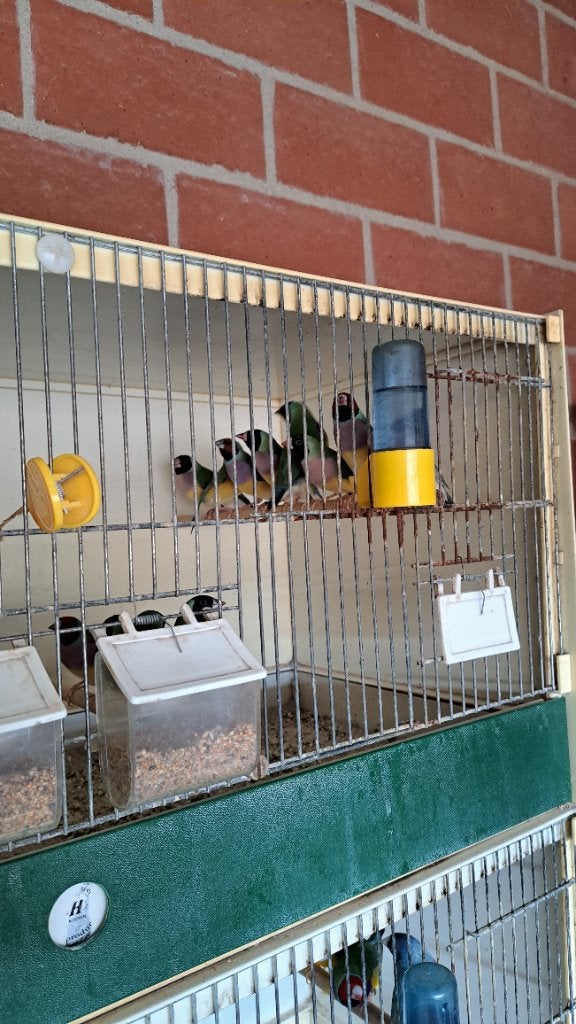 Gouldamadine, Dieren en Toebehoren, Meerdere dieren, Tropenvogel, Geringd