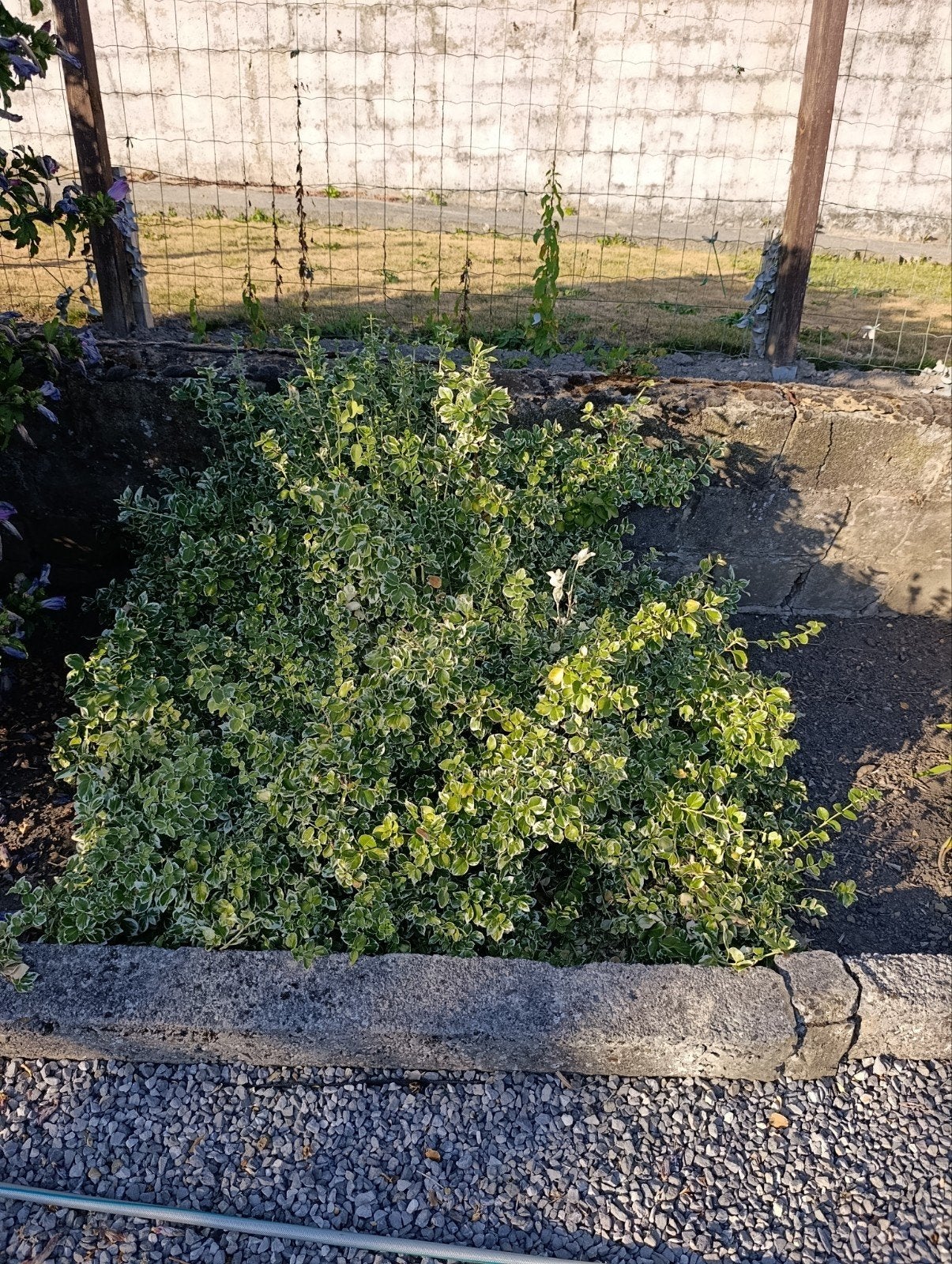 euonymus fortunei fusain du Japon, Enlèvement, Arbuste