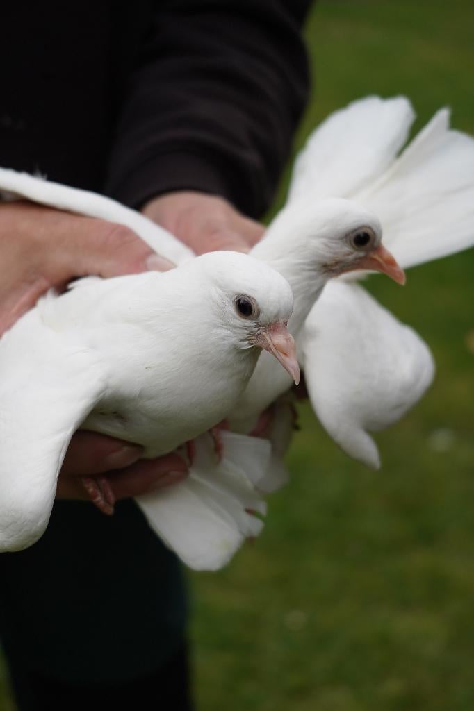 witte pauwstaart koppel, Dieren en Toebehoren, Meerdere dieren, Overige soorten