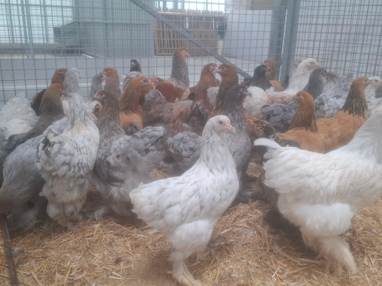 brahma kippen en hanen, ruime keuze vele kleuren