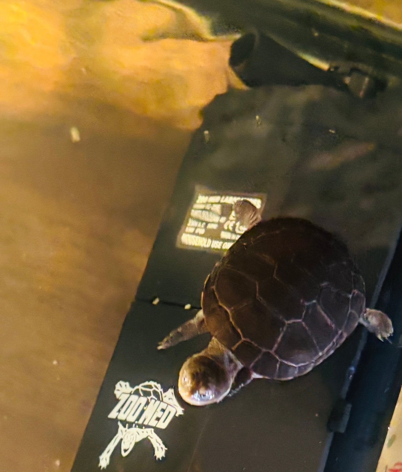 ( GRATIS) Afrikaanse moerasschildpad, Dieren en Toebehoren, Schildpad, Tam, 0 tot 2 jaar