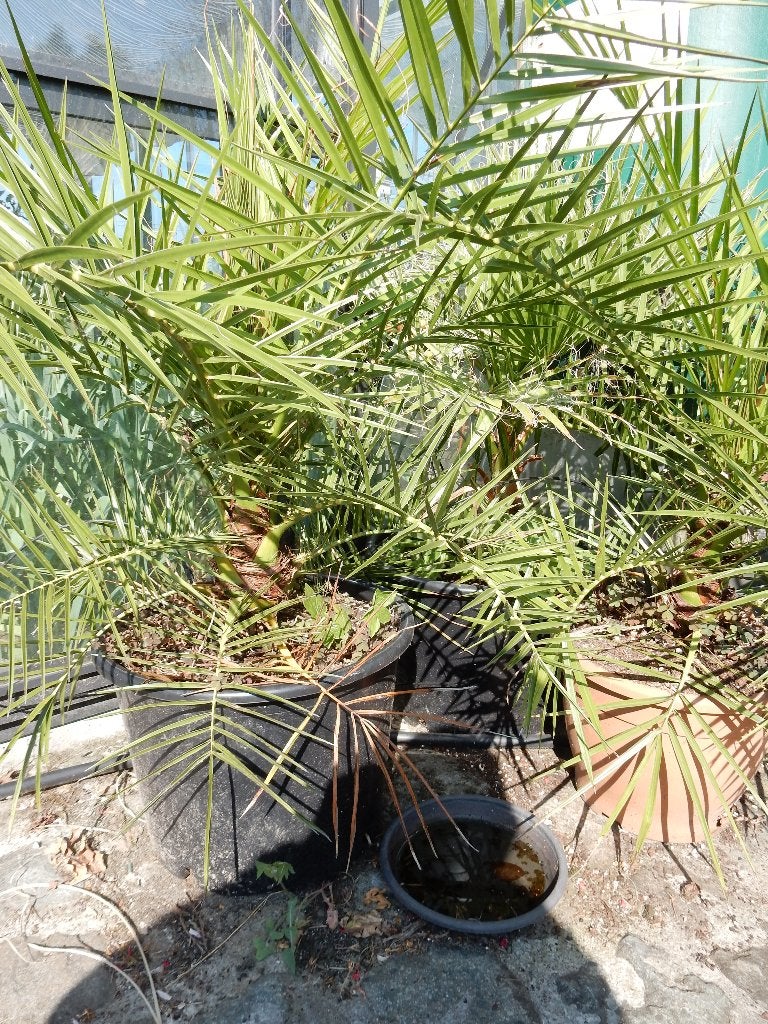 Te koop Fenix palmboom, Bloeit niet, 100 tot 250 cm, Palmboom, Ophalen