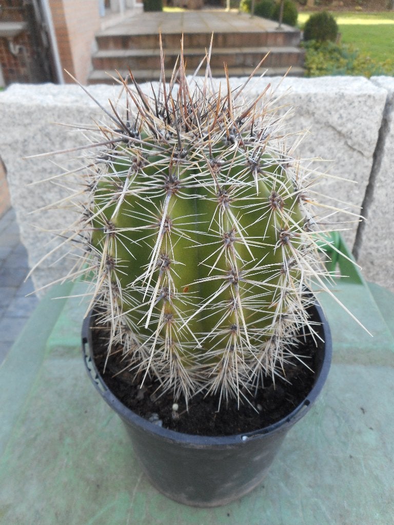 Planten, Tuin en Terras, Ophalen of Verzenden, Vaste plant, Overige soorten, Volle zon