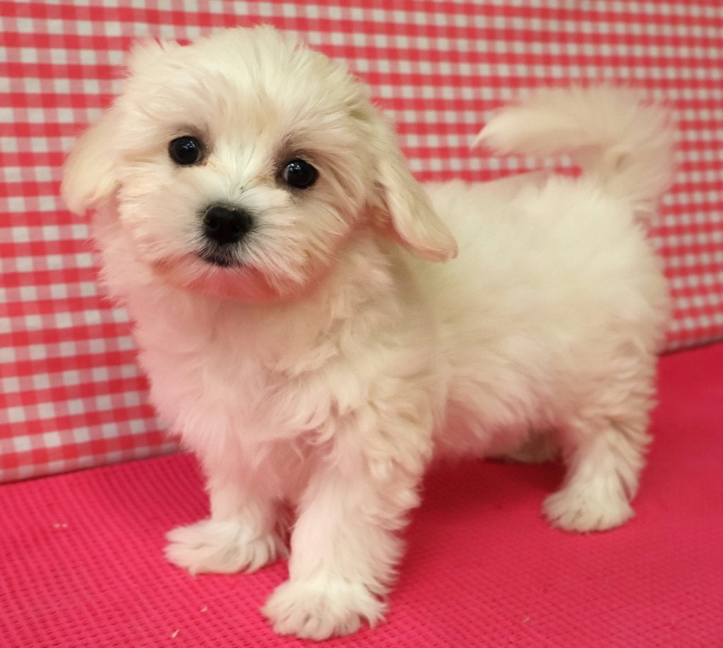 Des chiots maltais super mignons !, 15 semaines à 1 an, Plusieurs animaux, Bichon maltais, Éleveur | Professionnel