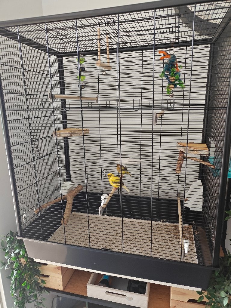 Jong kanariekoppel  + grote kooi  (80x90x45), Animaux & Accessoires, Oiseaux | Canaris, Canari chanteur, Plusieurs animaux