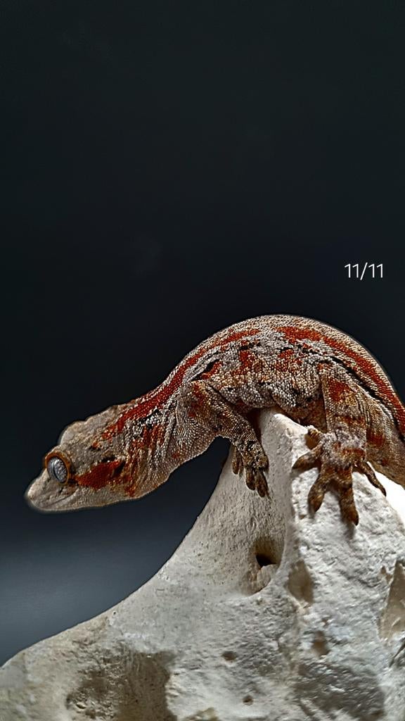 Rhacodactylus Auriculatus Gargoyle, Dieren en Toebehoren, Reptielen en Amfibieën