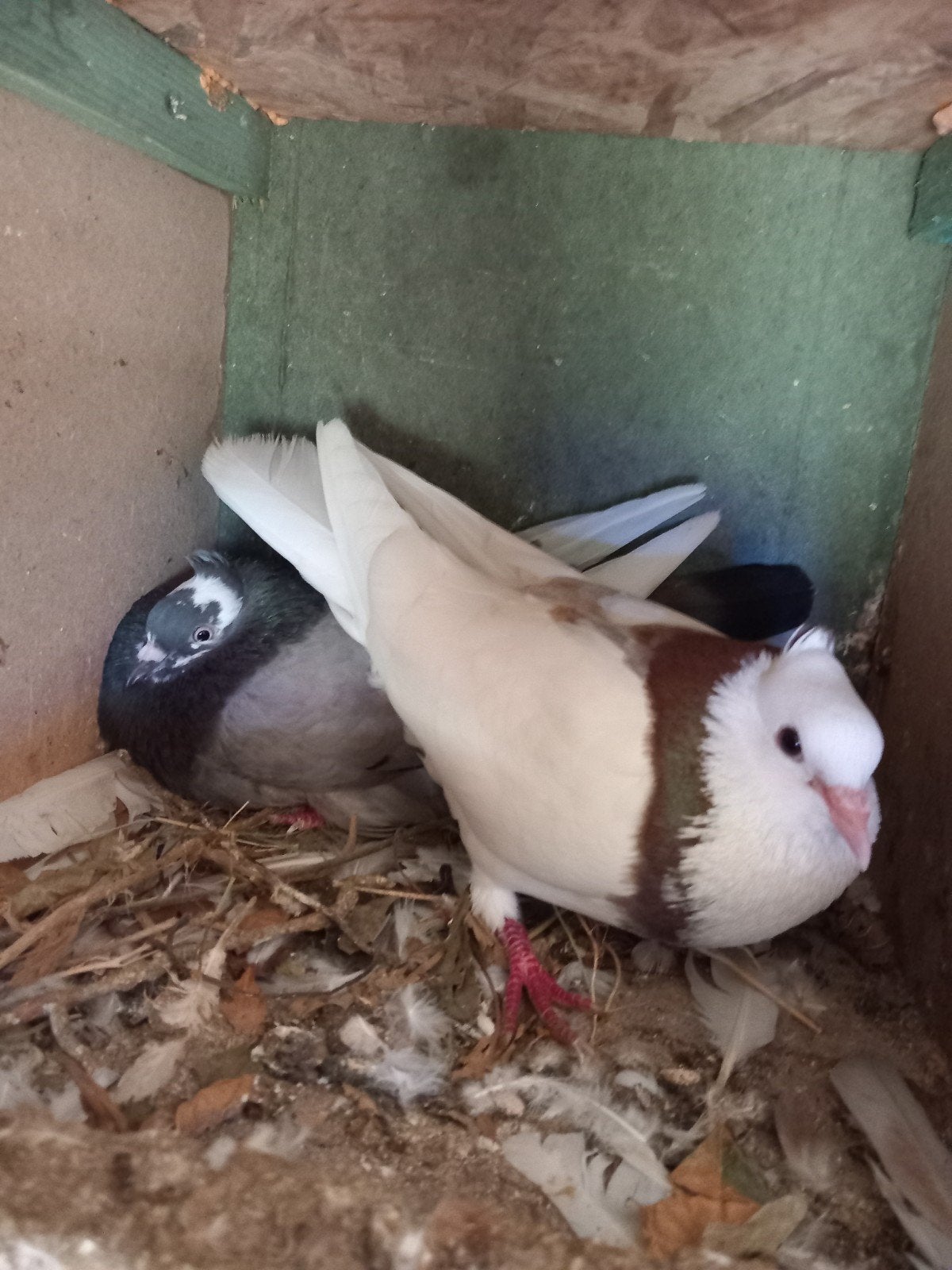 Iranian duiven Koppel 50€, Dieren en Toebehoren, Vogels | Overige Vogels