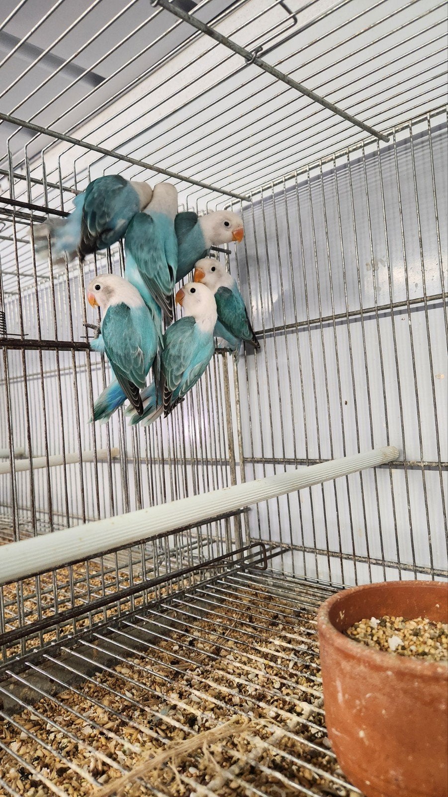 dwergpapegaai agapornis fischerie, Dieren en Toebehoren
